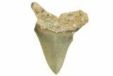 Bargain, Juvenile Megalodon Tooth - Serrated Blade #368052-1